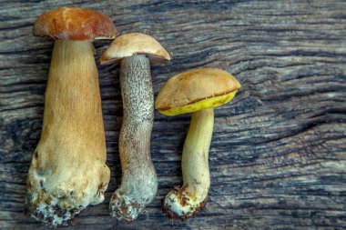 Natural forest mushrooms, white mushroom, boletus, porcini. Forest mushrooms on different backgrounds. The concept of natural food, haute cuisine, vegetarian cuisine, restaurant gourmet dishes. 