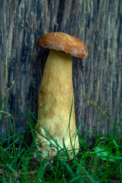 Natural Forest Mushrooms White Mushroom Boletus Porcini Forest Mushrooms Different — Fotografia de Stock