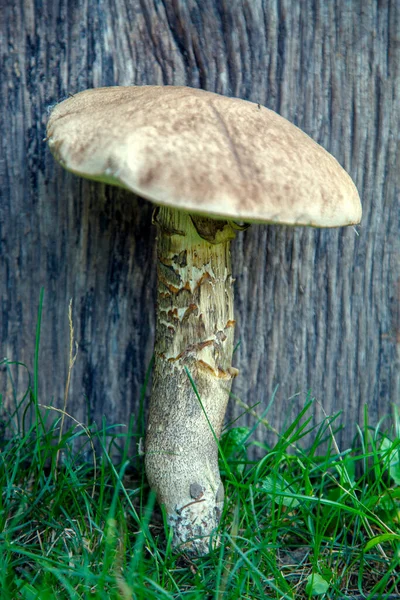 Natural Forest Mushrooms White Mushroom Boletus Porcini Forest Mushrooms Different — Foto de Stock