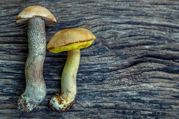 Natural Forest Mushrooms White Mushroom Boletus Porcini Forest Mushrooms Different — Foto de Stock