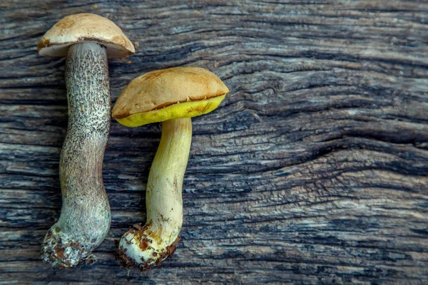 Natural Forest Mushrooms White Mushroom Boletus Porcini Forest Mushrooms Different — Stockfoto