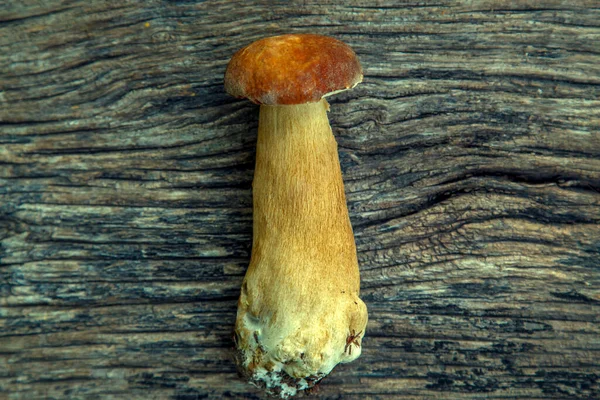 Natural Forest Mushrooms White Mushroom Boletus Porcini Forest Mushrooms Different — Zdjęcie stockowe