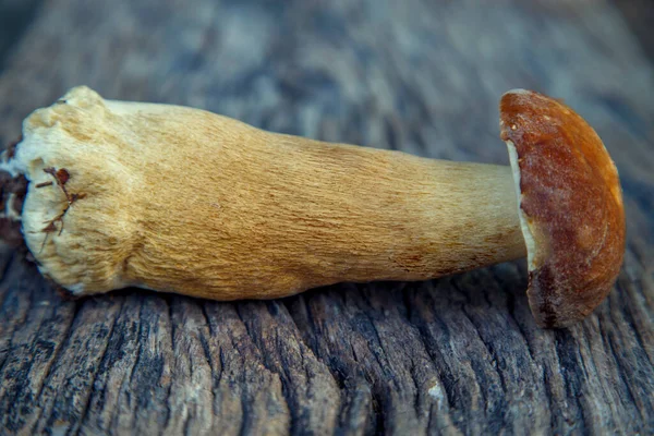 Natural Forest Mushrooms White Mushroom Boletus Porcini Forest Mushrooms Different — Stockfoto