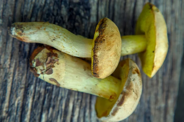 Natural forest mushrooms, white mushroom, boletus, porcini. Forest mushrooms on different backgrounds. The concept of natural food, haute cuisine, vegetarian cuisine, restaurant gourmet dishes.