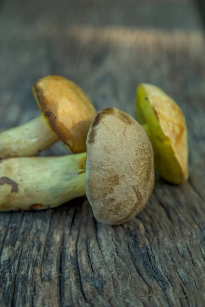 Natural forest mushrooms, white mushroom, boletus, porcini. Forest mushrooms on different backgrounds. The concept of natural food, haute cuisine, vegetarian cuisine, restaurant gourmet dishes.