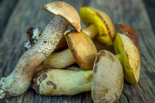 Natural Forest Mushrooms White Mushroom Boletus Porcini Forest Mushrooms Different — Stockfoto