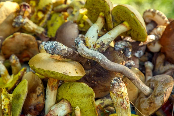 Natural Forest Mushrooms White Mushroom Boletus Porcini Forest Mushrooms Different — Stockfoto