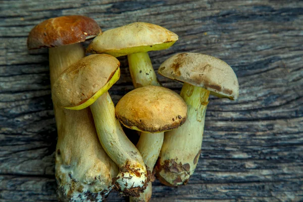 Natural Forest Mushrooms White Mushroom Boletus Porcini Forest Mushrooms Different — Foto de Stock