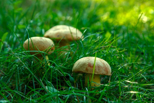 Natural Forest Mushrooms White Mushroom Boletus Porcini Forest Mushrooms Different — Stockfoto
