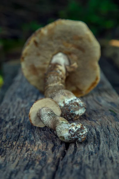 Natural Forest Mushrooms White Mushroom Boletus Porcini Forest Mushrooms Different — Stockfoto