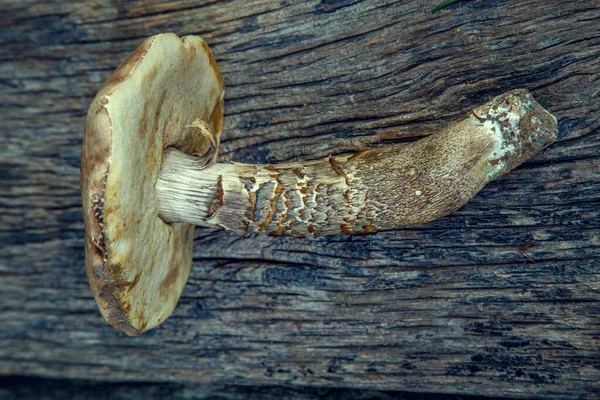 Natural Forest Mushrooms White Mushroom Boletus Porcini Forest Mushrooms Different — Stockfoto