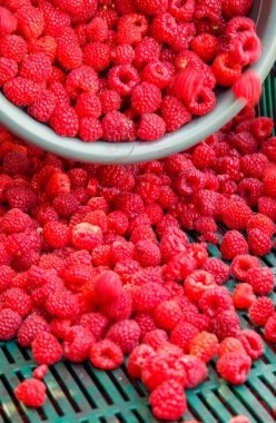 Fresh red raspberries in boxes. Collection of red raspberries in boxes. The concept of agriculture, farming, food, fruits and berries.  