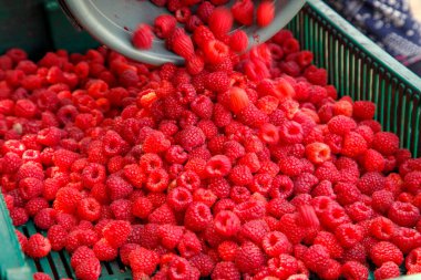 Fresh red raspberries in boxes. Collection of red raspberries in boxes. The concept of agriculture, farming, food, fruits and berries.  