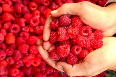 Female hands with fresh red raspberries. Ripe fresh red raspberries in female hands. The concept of vegetarianism, food, fruits and berries. 