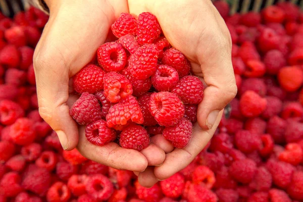 Female Hands Fresh Red Raspberries Ripe Fresh Red Raspberries Female — Fotografia de Stock