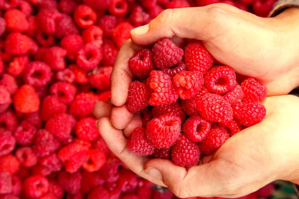 Female hands with fresh red raspberries. Ripe fresh red raspberries in female hands. The concept of vegetarianism, food, fruits and berries. 
