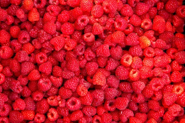 Fresh Red Raspberries Boxes Collection Red Raspberries Boxes Concept Agriculture — 图库照片