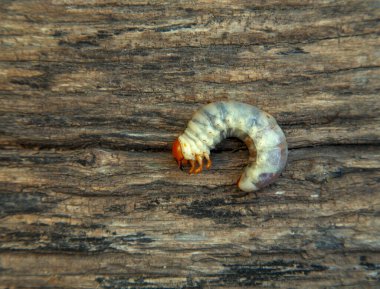 May beetle larva on an old board. May beetle larvae before cooking. The concept of delicacies, national cuisine of the peoples of the world, the environment. 