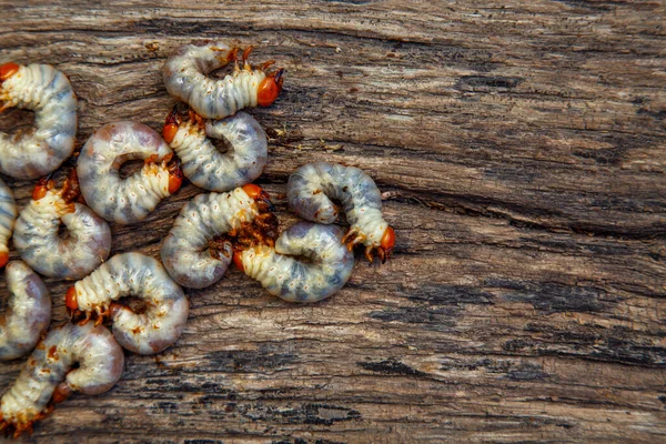 May beetle larva on an old board. May beetle larvae before cooking. The concept of delicacies, national cuisine of the peoples of the world, the environment.