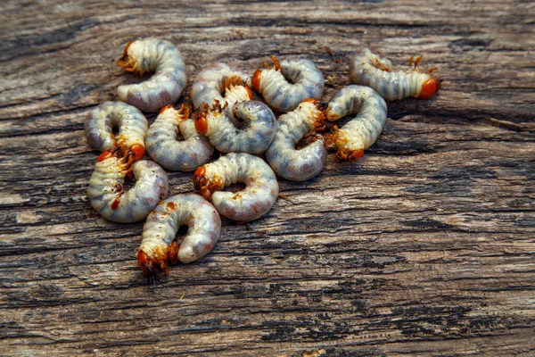 May beetle larva on an old board. May beetle larvae before cooking. The concept of delicacies, national cuisine of the peoples of the world, the environment.