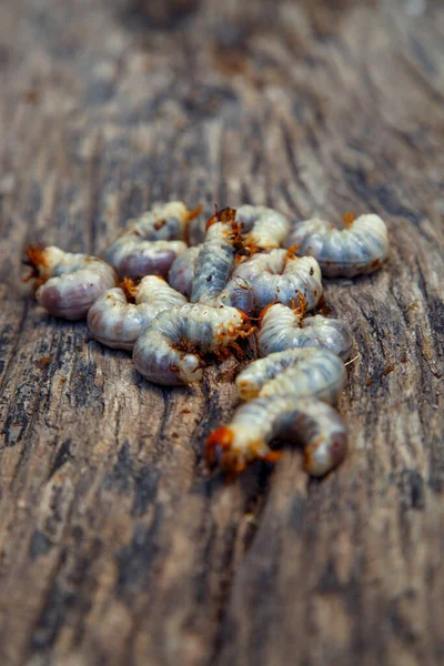 May beetle larva on an old board. May beetle larvae before cooking. The concept of delicacies, national cuisine of the peoples of the world, the environment.