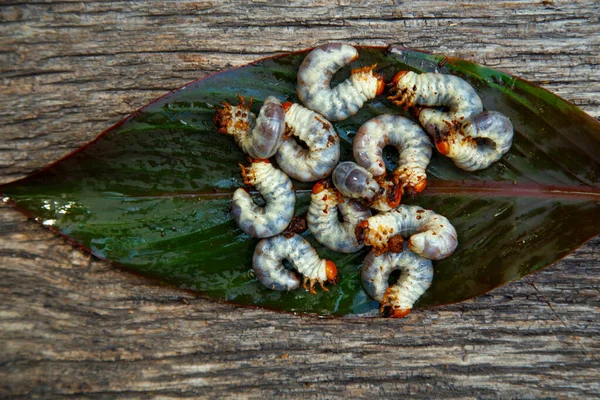 May beetle larva on an old board. May beetle larvae before cooking. The concept of delicacies, national cuisine of the peoples of the world, the environment.