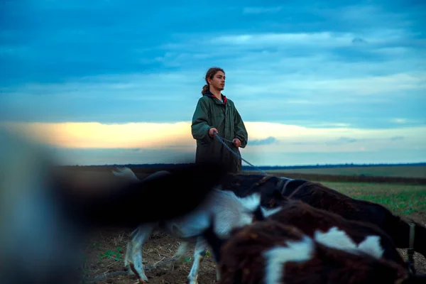 Teenage Boy Grazes Goats Field Shepherd Goats Field Stormy Sky — Stock Photo, Image