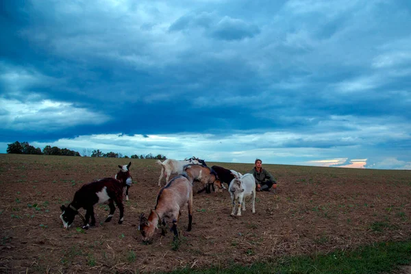 Teenage Boy Grazes Goats Field Shepherd Goats Field Stormy Sky — Stock Photo, Image