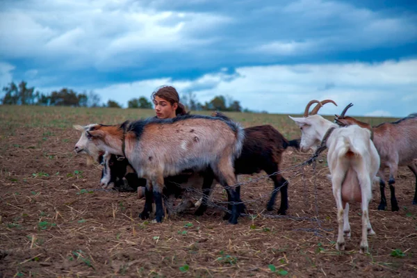 Teenage Boy Grazes Goats Field Shepherd Goats Field Stormy Sky — Stock Photo, Image