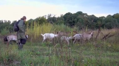 Genç bir çocuk tarlada keçi otlatıyor. Fırtınalı bir gökyüzüne karşı tarlada keçileri olan bir çoban. Kamera hareketi. Hayvancılık, hayatta kalma, ev hayatı kavramı.. 