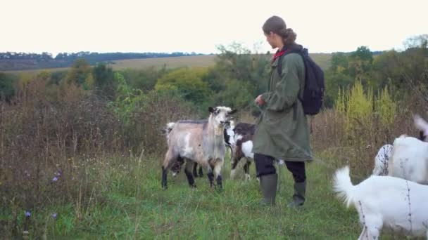 Adolescente Roza Cabras Campo Pastor Con Cabras Campo Contra Cielo — Vídeos de Stock