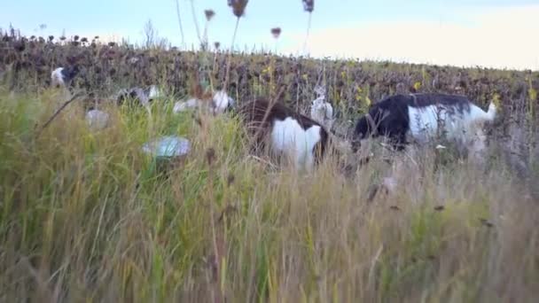 Uma Manada Cabras Pastam Campo Girassol Rebanho Cabras Domésticas Natureza — Vídeo de Stock