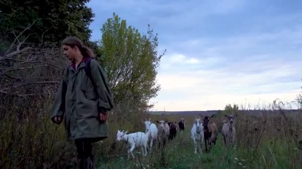 10代の少年が畑でヤギを放牧する 荒天に対して畑にヤギと羊飼い カメラの動きだ 家畜の飼育 家庭の概念 — ストック動画
