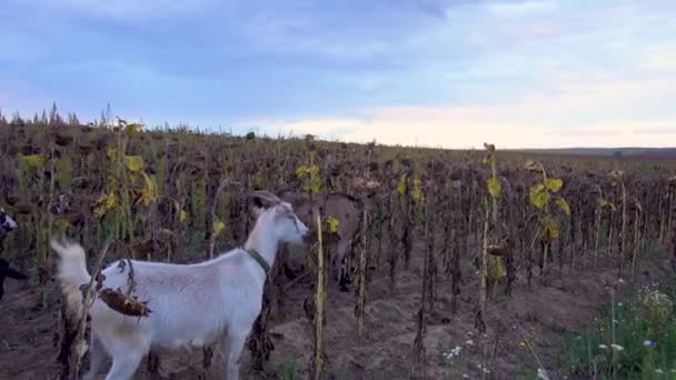 Stado Kóz Wypasa Się Polu Słonecznika Stado Kóz Domowych Naturze — Wideo stockowe