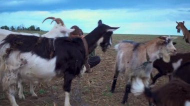 Genç bir çocuk tarlada keçi otlatıyor. Fırtınalı bir gökyüzüne karşı tarlada keçileri olan bir çoban. Kamera hareketi. Hayvancılık, hayatta kalma, ev hayatı kavramı.. 