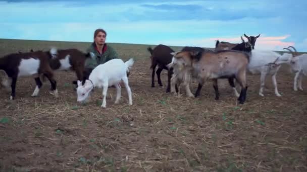Adolescent Broute Des Chèvres Dans Champ Berger Avec Des Chèvres — Video