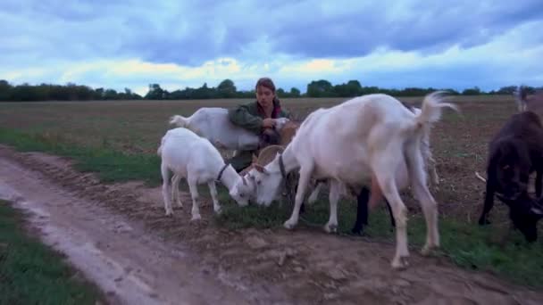 Adolescent Broute Des Chèvres Dans Champ Berger Avec Des Chèvres — Video