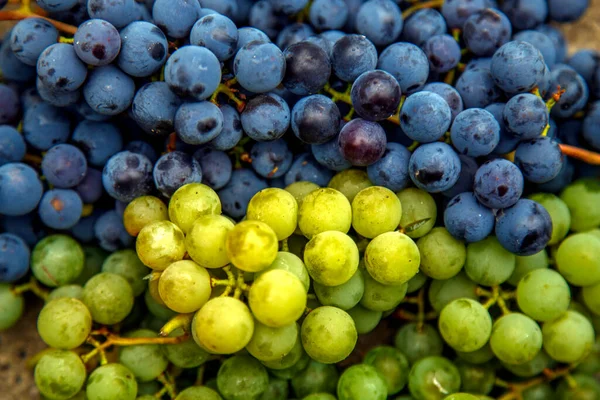 Hasattan Sonra Üzüm Mavi Beyaz Şarap Üzümleri Masanın Üzerinde Beyaz — Stok fotoğraf