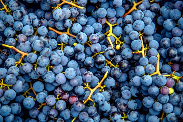 Hasattan Sonra Üzüm Mavi Beyaz Şarap Üzümleri Masanın Üzerinde Beyaz — Stok fotoğraf