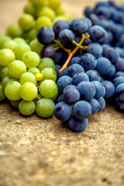 Grapes Harvest Blue White Wine Grapes Clusters White Blue Grapes Royalty Free Stock Photos