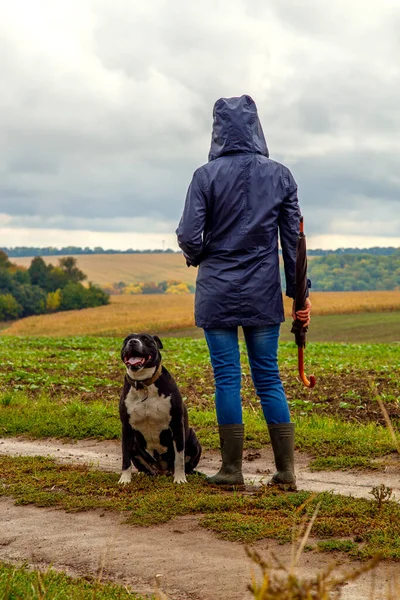 Egy Sétáltatja Kutyáját Mezőn Egy Vihar Után Lány Staffordshire Terrier — Stock Fotó