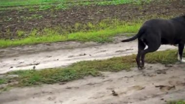 Bir kadın fırtınadan sonra köpeğini tarlada gezdirir. Bulutlu bir günde doğada çalışan bir teriyeri olan bir kız. Özgürlük, mutluluk, arkadaşlık, doğa kavramı. Kamera hareketi. 