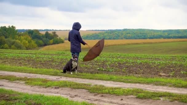 雷雨过后 一个女人在田野里遛狗 在阴天和斯塔福德郡的宠物狗在一起的女孩 自然的概念 照相机运动 — 图库视频影像