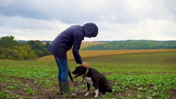 雷雨过后 一个女人在田野里遛狗 在阴天和斯塔福德郡的宠物狗在一起的女孩 自然的概念 照相机运动 — 图库视频影像