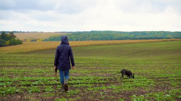 雷雨の後女は畑に犬を散歩させる 曇りの日に自然の中で手頃な価格のシャーテリアの女の子 自然という概念 カメラの動き — ストック動画