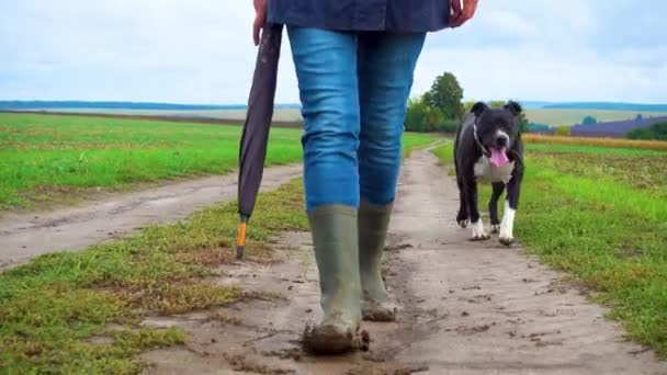 Kvinna Rastar Sin Hund Ett Fält Efter Ett Åskväder Flicka — Stockvideo