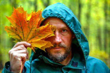 Sonbaharda ormanda sarı akçaağaç yaprağıyla sakallı bir adam. Sonbahar ormanındaki bir adamın portresi. Sakallı adam durur, oturur, sonbahar ormanında yürür. Doğa konsepti, parklar, eğlence.. 