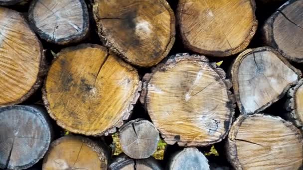 Een Stapel Gehakt Brandhout Tegen Achtergrond Van Een Houthakker Brandhout — Stockvideo