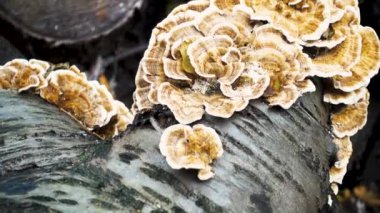 Devrilmiş bir ağacın gövdesinde mantar mantarı. Yaşlı ağaç kütükleri mantar mantarlarıyla kaplıdır. Vahşi yaşam, bitki örtüsü, mantar konsepti.. 