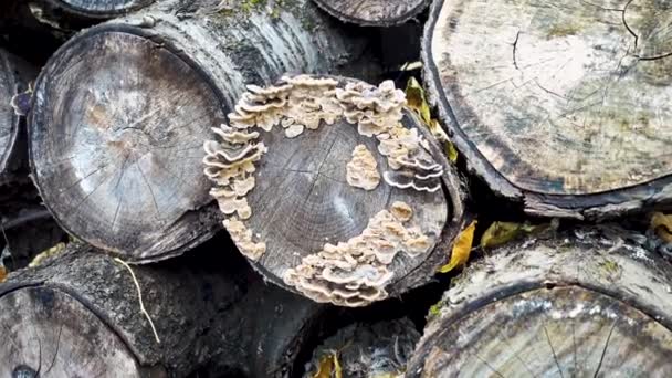Devrilmiş Bir Ağacın Gövdesinde Mantar Mantarı Yaşlı Ağaç Kütükleri Mantar — Stok video